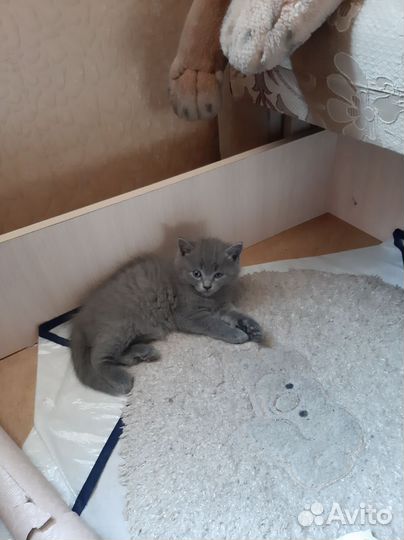 Кошки в добрые руки