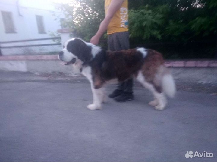 Сенбернар