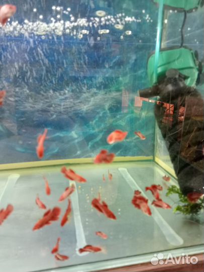 Продаю рыбок