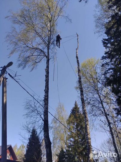 Удаление спил деревьев