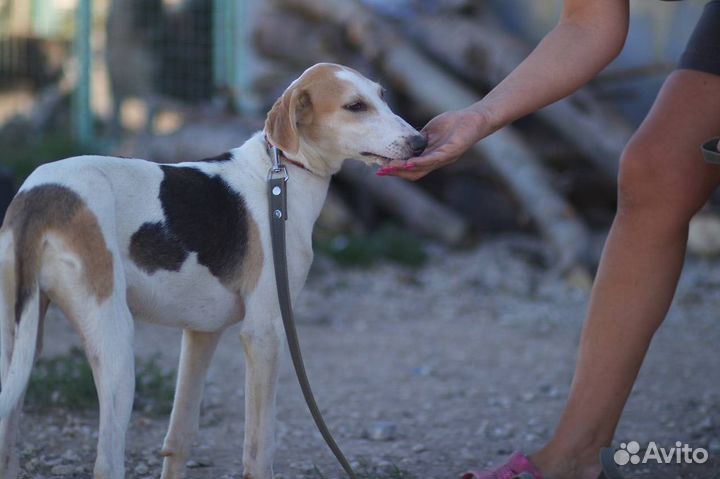 В добрые руки