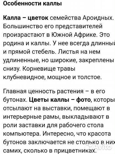 Цветок Калла белая