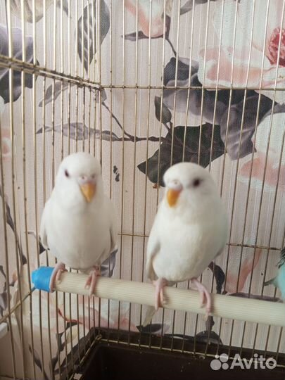 Птенцы волнистый попугай