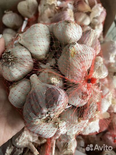 Лук севок, чеснок, семена