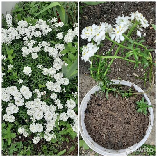 Иберис вечнозелёный