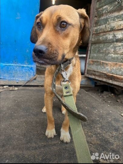 Собаке очень нужен дом