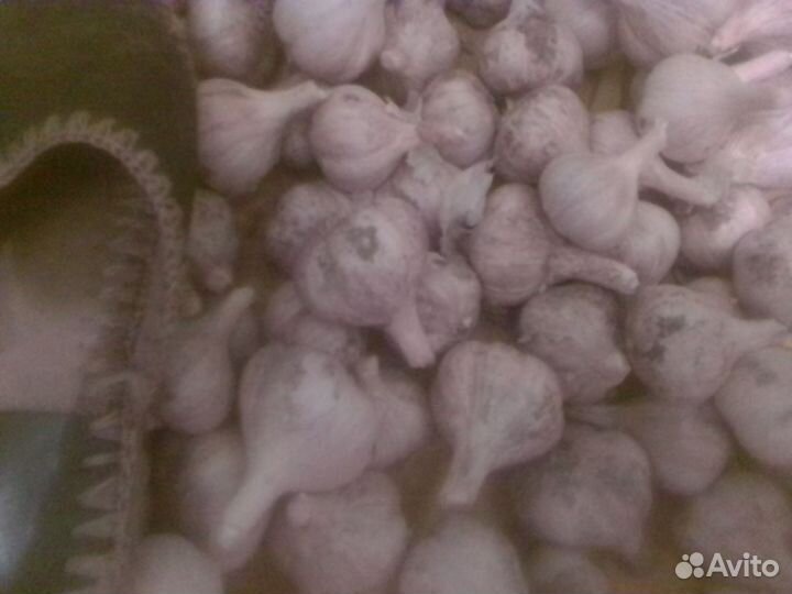 Чеснок озимый