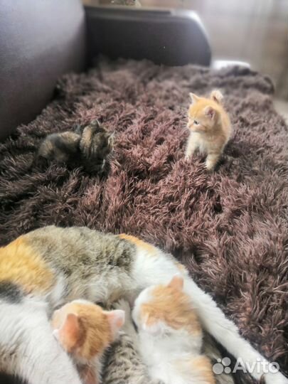 Котята