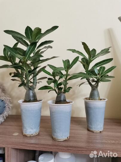 Адениум сеянцы