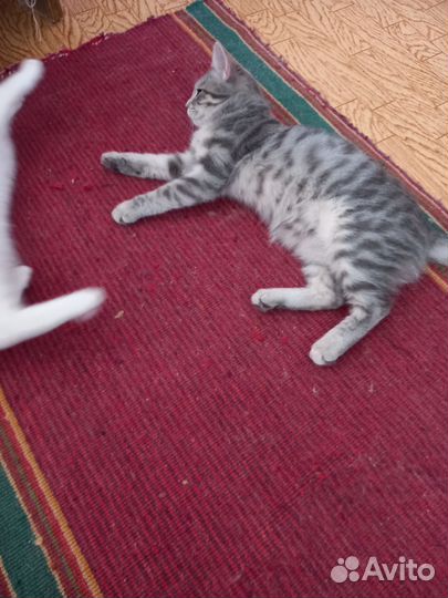 Кошки бесплатно