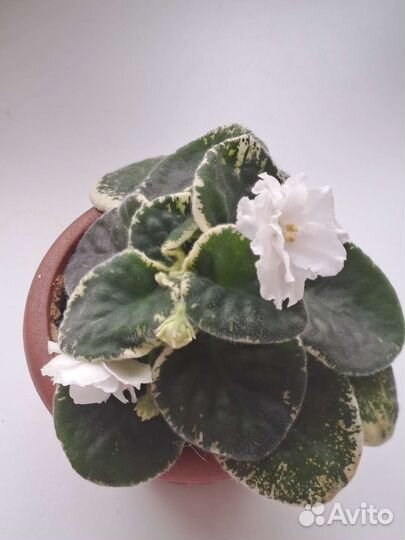 Фиалки, каланхоэ, герань