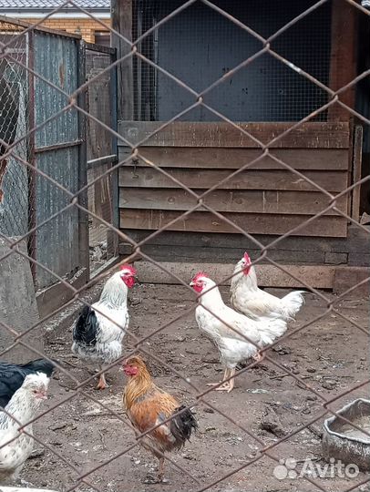 Молодые петухи