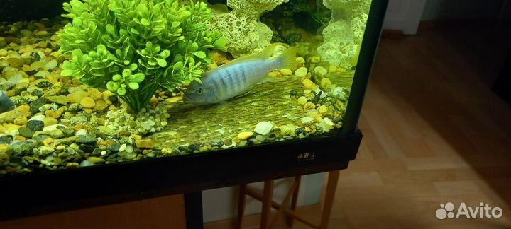 Цихлида голубая зебра