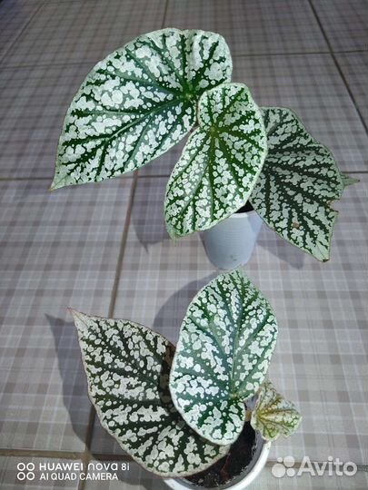 Бегония Кейн часть 2