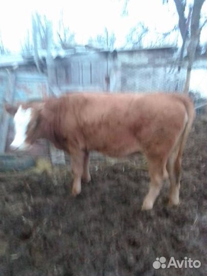 Корова и 4 телки