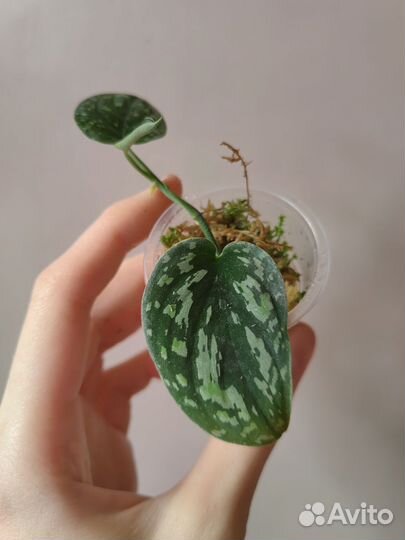 Сортовые сциндапсусы