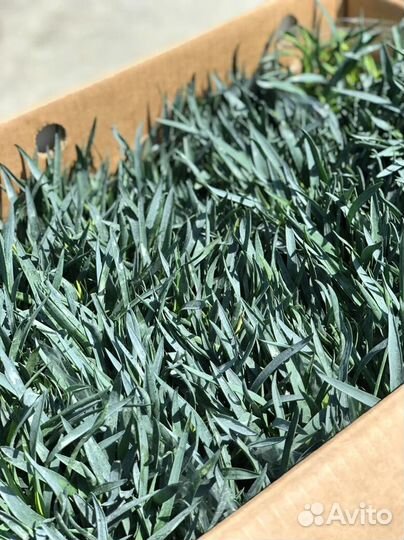 Рассада цветочная, Сеянцы и Черенки