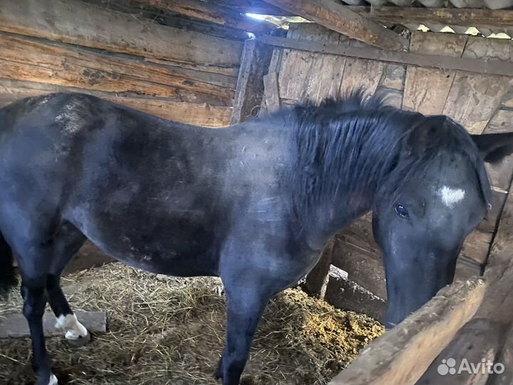 Продажа лошадей