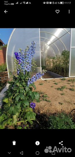 Дельфиниум деленка