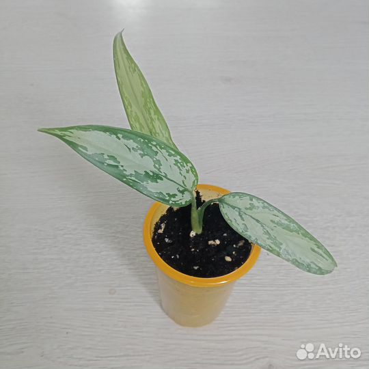 Аглаонема