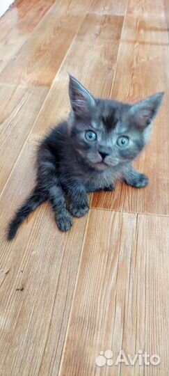 Подарю котят от породистой кошки