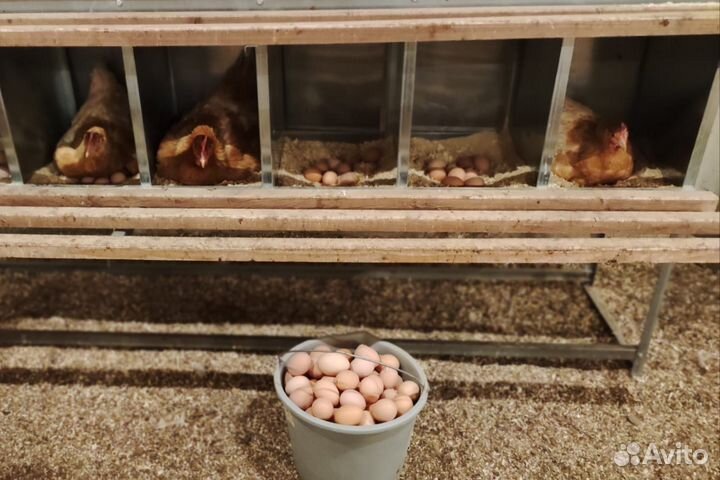 Цветной бройлер редбро