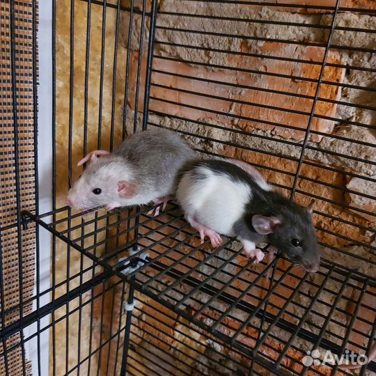 Декоративная крыса дамбо