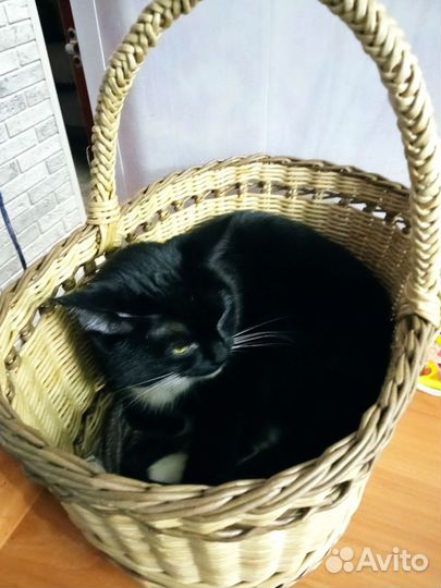 Кошка мышеловка