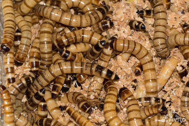 Сверчки кормовые