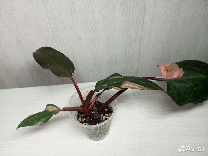 Филодендрон «Розовая принцесса»