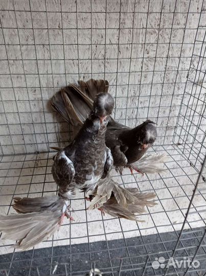 Узбекские голуби