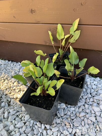 Многолетники для сада (флокс, клематис тд)