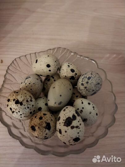 Яйца, мясо перепелов