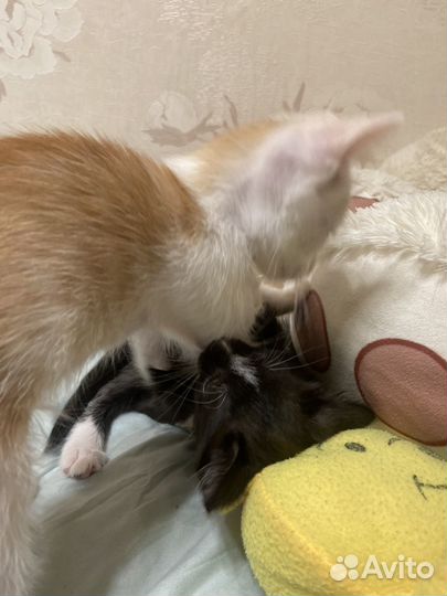 Котенок девочка