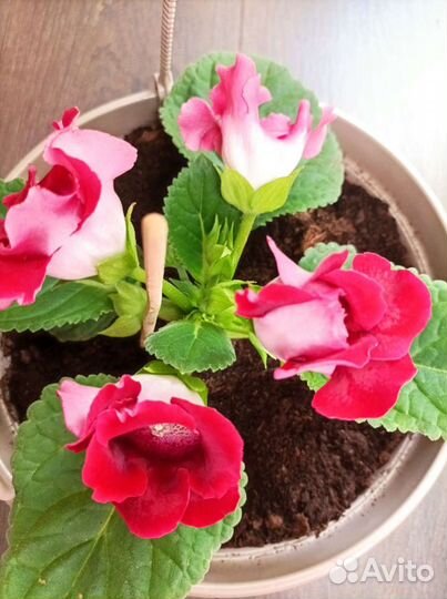 Глоксинии сортовые разные