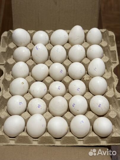Яйца куриные