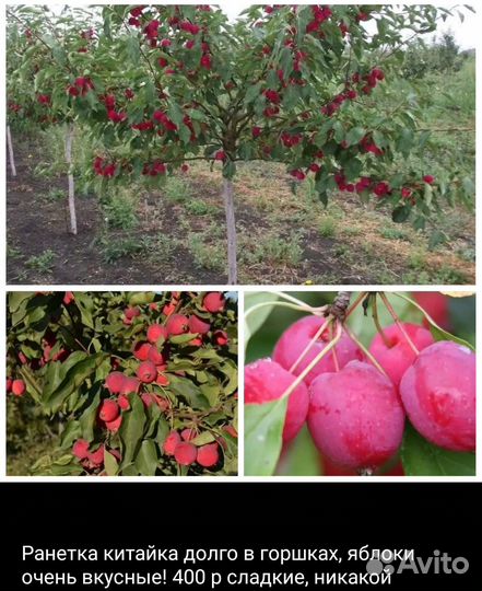 Плодовые и декоративные растения