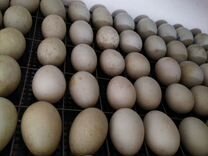 Инкубационное яйцо утки Индийский бегунок