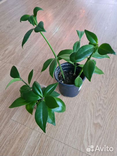 Эсхинантус