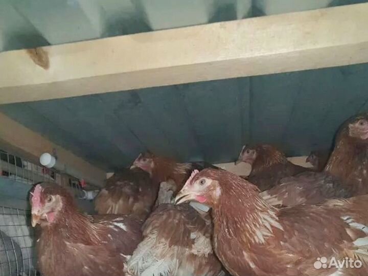 Куры несушки