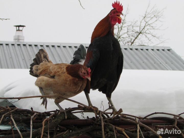 Петухи \ бентамка \
