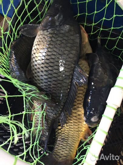 Опт живая рыба карп, Белый Амур, Толстолобик