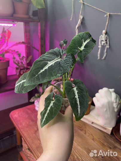 Сингониум вендланда