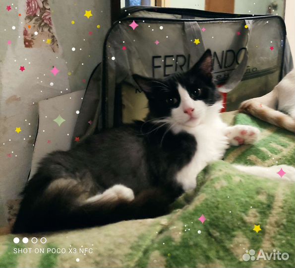 Котик Яшка, очень ласковый малыш