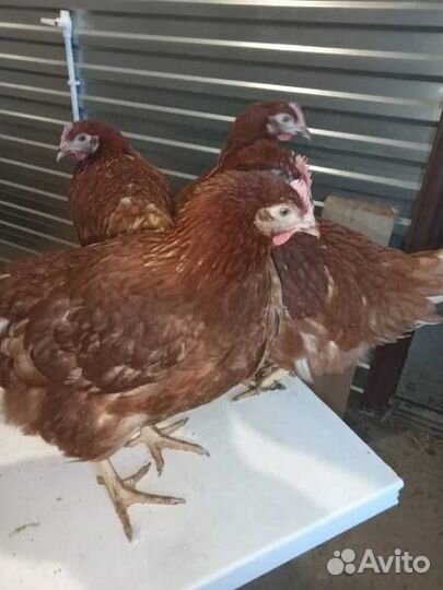 Куры Несушки