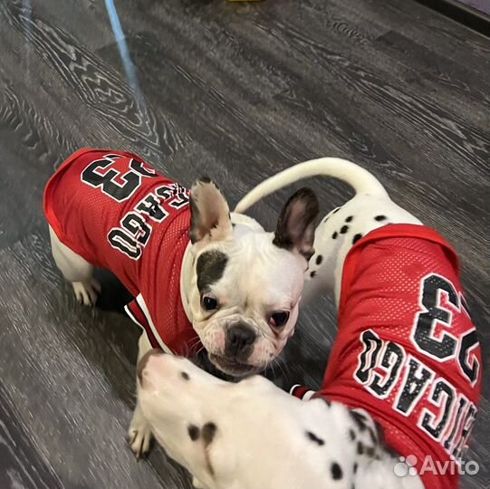 Одежда для собак