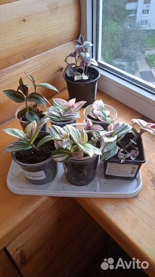 Традесканция Наноук