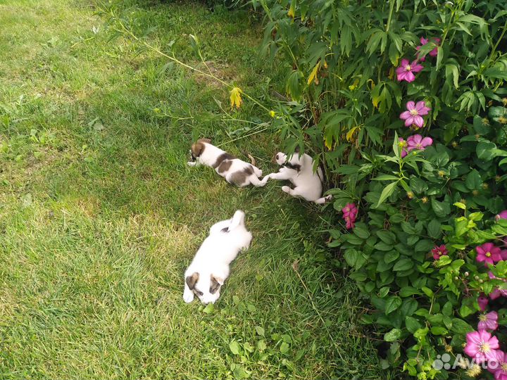 Прекрасные щенки