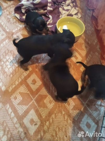 Тои терьер мини