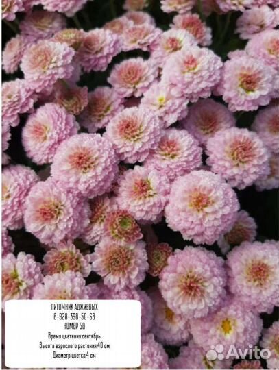 Хризантемы мультифлора